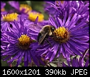 Bugs 'n' Blooms 09 Bee on Aster.JPG (1/1)-09-bee-aster.jpg