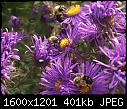 Bugs 'n' Blooms 10 Bees of Three, Let 'Em Bee.JPG (1/1)-10-bees-three-let-em-bee.jpg