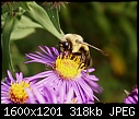 Bugs 'n' Blooms 11 Bee on Aster.JPG (1/1)-11-bee-aster.jpg