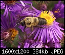 Bugs 'n' Blooms 12 Bee leaving for next Aster (note wing blur).JPG (1/1)-12-bee-leaving-next-aster-note-wing-blur-.jpg