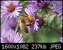 Weeds-n-Wildflowers - Bee-PS_Aster_7325.jpg (1/1)-bee-ps_aster_7325.jpg