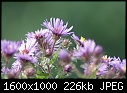 Weeds-n-Wildflowers - Purple-stemmed-Aster_7326.jpg (1/1)-purple-stemmed-aster_7326.jpg
