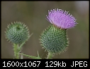 Weeds-n-Wildflowers - Thistle_7214.jpg (1/1)-thistle_7214.jpg