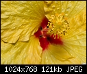 Hibiscus - yellow-hibiscus-yellow.jpg
