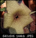 A closer shot of Stapelia gigantea-stapelia-gigantea-88a-dsc03542.jpg