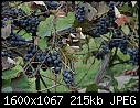 Hornets - Grapes_7445.jpg (1/1)-grapes_7445.jpg
