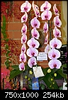 Click image for larger version

Name:	Orchid Waterfall.jpg
Views:	2510
Size:	254.3 KB
ID:	11953