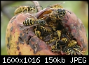 Odds-n-Ends - Hornets-on-apple_7523.jpg (1/1)-hornets-apple_7523.jpg