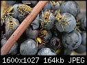 Odds-n-Ends - Hornets-on-grapes_7508.jpg (1/1)-hornets-grapes_7508.jpg