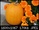 Odds-n-Ends - Pumpkin-n-flower_7387.jpg (1/1)-pumpkin-n-flower_7387.jpg