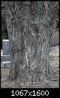 Odds-n-Ends - Oak-at-Cemetery-2.jpg (1/1)-oak-cemetery-2.jpg