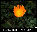 Orange flower-orange-flower.jpg