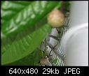 Plant ID please-img_2157-small-.jpg