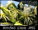 Click image for larger version

Name:	Hylocereus undatusCactusCreeper-DSC03562.JPG
Views:	452
Size:	131.1 KB
ID:	11978