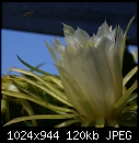 Same flower but different bee!-hylocereus-undatuscactuscreeper-dsc03565.jpg