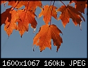 Fall - Maple-Leaves-Red_7578.jpg (1/1)-maple-leaves-red_7578.jpg