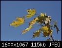 Fall - Maple-Leaves-Yellow_7582.jpg (1/1)-maple-leaves-yellow_7582.jpg