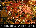Fall - Maple-Leaves-Red/yel#14C066.jpg (1/1)-maple-leaves-red-yel-14c066.jpg