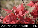 Fall - Maple-Leaves-Dark-Red_7585.jpg (1/1)-maple-leaves-dark-red_7585.jpg