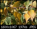 Fall - White-Birch-Leaves_7580.jpg (1/1)-white-birch-leaves_7580.jpg