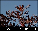 Fall - Sumac-Leaves_7584.jpg (1/1)-sumac-leaves_7584.jpg