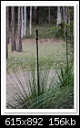 Grass Tree-7592- Xanthorrhoea-c-7592-budgard-11-10-09-5d-400.jpg