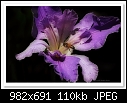 Louinsiana Iris-7562-c-7562-iris-10-10-09-5d-100.jpg