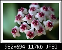 Hoya Flower-7746-c-7746-hoya-17-10-09-5d-100.jpg