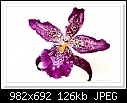 Oncidium Orchid-7784-c-7784-oncidium-17-10-09-5d-100.jpg
