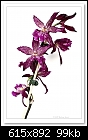 Oncidium Orchid-7795-c-7795-oncidium-17-10-09-5d-100.jpg