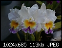My Favourite Orchid-blc-california-girl-759-03572.jpg