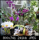Patio Orchids-patio-group-dsc03580.jpg