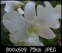 A White Dendrobium closeup-den-emma-white-548-03578.jpg