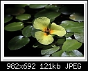 Water Poppy-7839-c-7839-waterpoppy-18-10-09-5d-100.jpg