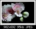 Begonia Flowers-7807-c-7807-begonia-17-10-09-5d-100.jpg