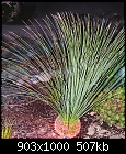 Need ID.on this plant-agave-needles-2m.jpg