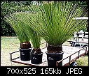 Need ID.on this plant-dasylirion-longissimum1.jpg