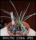 Need ID.on this plant-62-dasylirion-longissimum-dsc02866.jpg