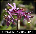 An orchid of mine in bloom-myrmecophila-tibicinis-406-03238.jpg