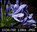 Another freakin' agapanthus!-another-freakin-agapanthus.jpg