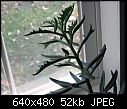 Plant ID please-img_2207-small-.jpg