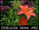Flowers (Retro) - 2k1_Red_Lillies4N.jpg (1/1)-2k1_red_lillies4n.jpg