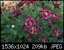Flowers (Retro) - Columbine_Purple_2001.jpg (1/1)-columbine_purple_2001.jpg