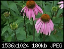 Flowers (Retro) - Coneflower_purplexx_2000.jpg (1/1)-coneflower_purplexx_2000.jpg
