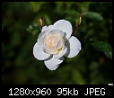 Single white rose - soft-single-white-rose-soft.jpg