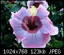 Humongus Hibiscus-veronicahibiscus090508.jpg