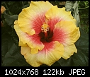 Humongus Hibiscus-hibiscus180608.jpg