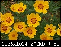 Past Flowers - Coreopsis_Brown-Eyes1_2000.jpg (1/1)-coreopsis_brown-eyes1_2000.jpg