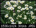 Past Flowers - Daisiesxx_2001.jpg (1/1)-daisiesxx_2001.jpg
