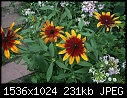 Past Flowers - Gloriosa_Daisy_type3_2000.jpg (1/1)-gloriosa_daisy_type3_2000.jpg